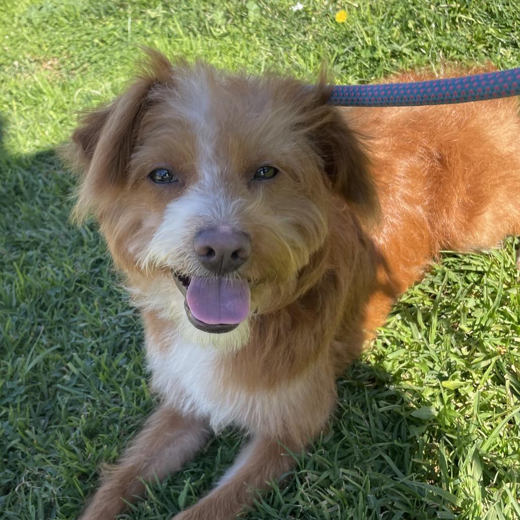 Mufasa - Chino Hills Location, a Adoptable mixed breed in Chino Hills, CA image 4/6