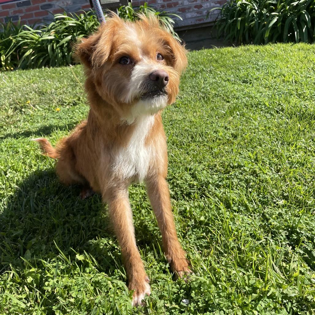 Mufasa - Chino Hills Location, a Adoptable mixed breed in Chino Hills, CA image 5/6