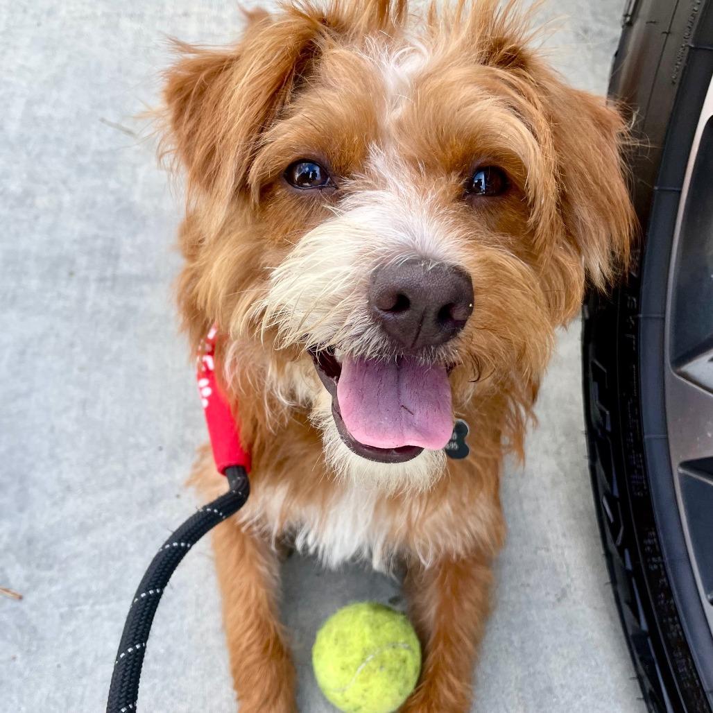 Mufasa - Chino Hills Location, a Adoptable mixed breed in Chino Hills, CA image 6/6