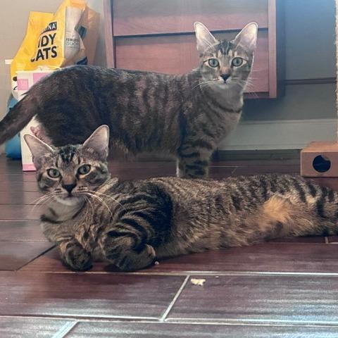 Enlarge Grayson, a Adoptable Domestic Short Hair in Houston, TX image 2/6