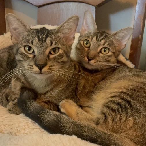 Enlarge Grayson, a Adoptable Domestic Short Hair in Houston, TX image 3/6