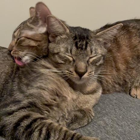 Enlarge Grayson, a Adoptable Domestic Short Hair in Houston, TX image 4/6