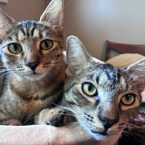 Enlarge Grayson, a Adoptable Domestic Short Hair in Houston, TX image 6/6