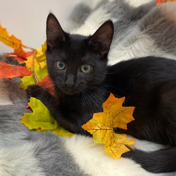 Cat for adoption Ty, a Domestic Short Hair in Charlotte, NC Petfinder