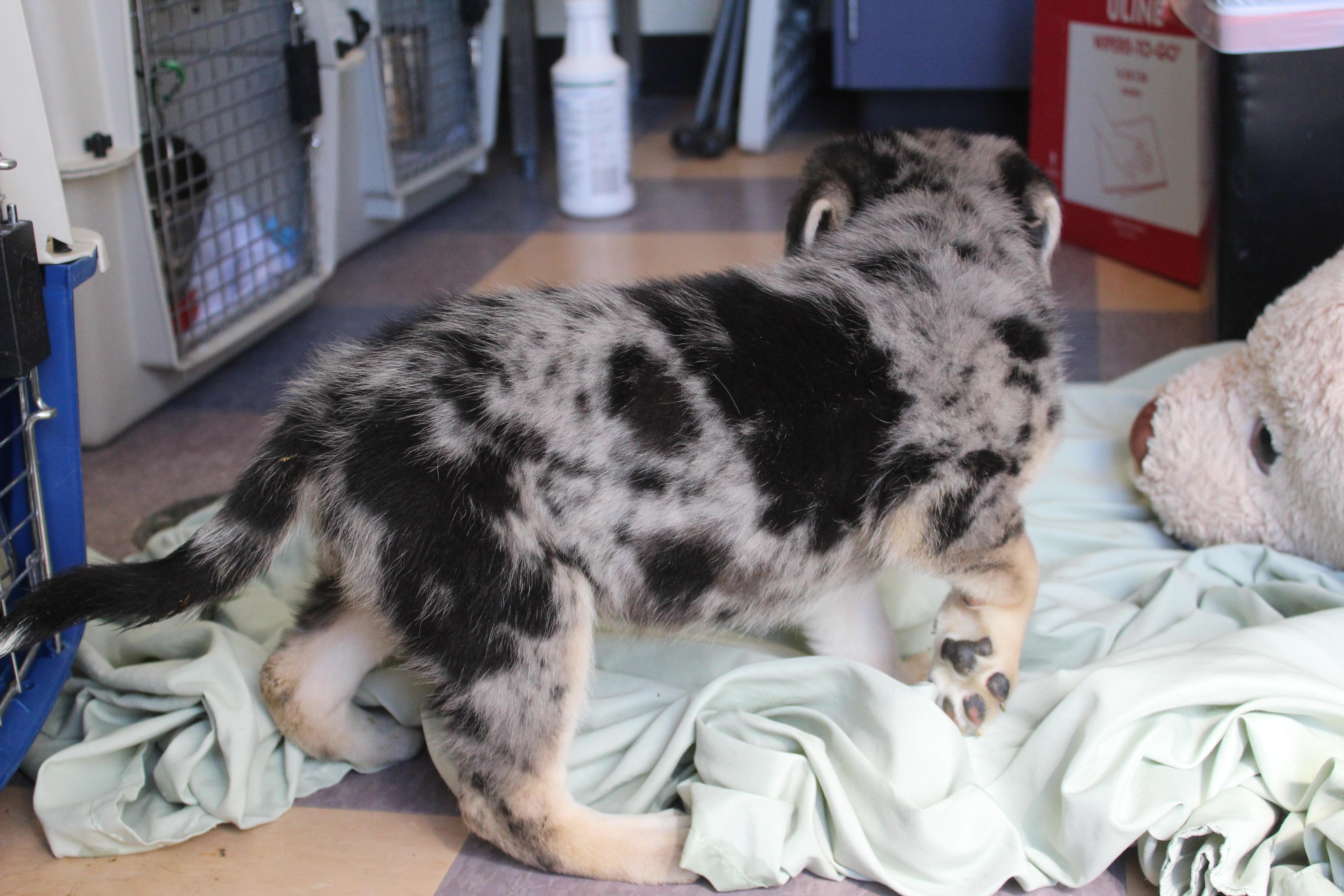 Enlarge Sparrow, an adopted mixed breed in Yucca Valley, CA image 3/5