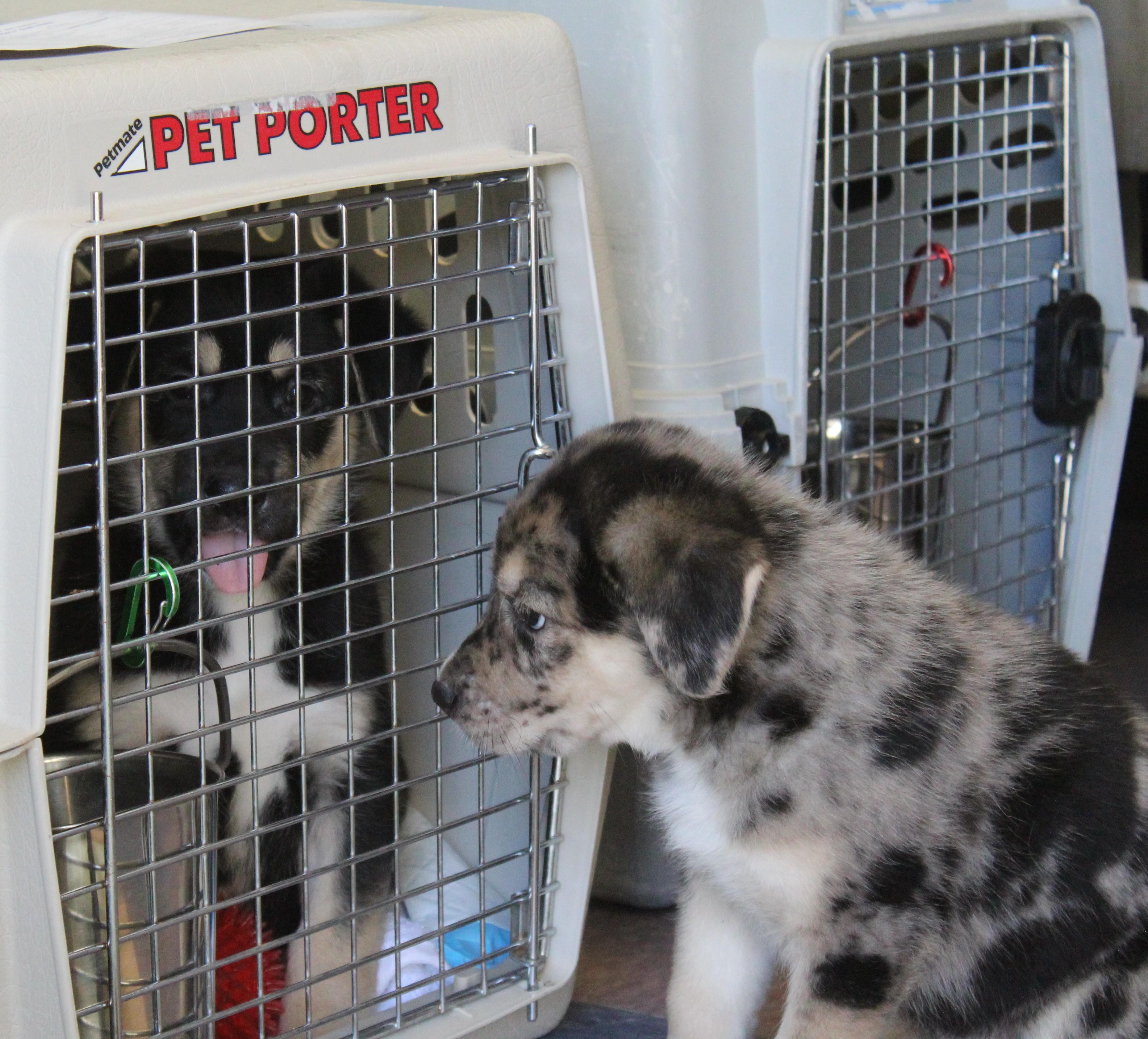 Enlarge Sparrow, an adopted mixed breed in Yucca Valley, CA image 5/5
