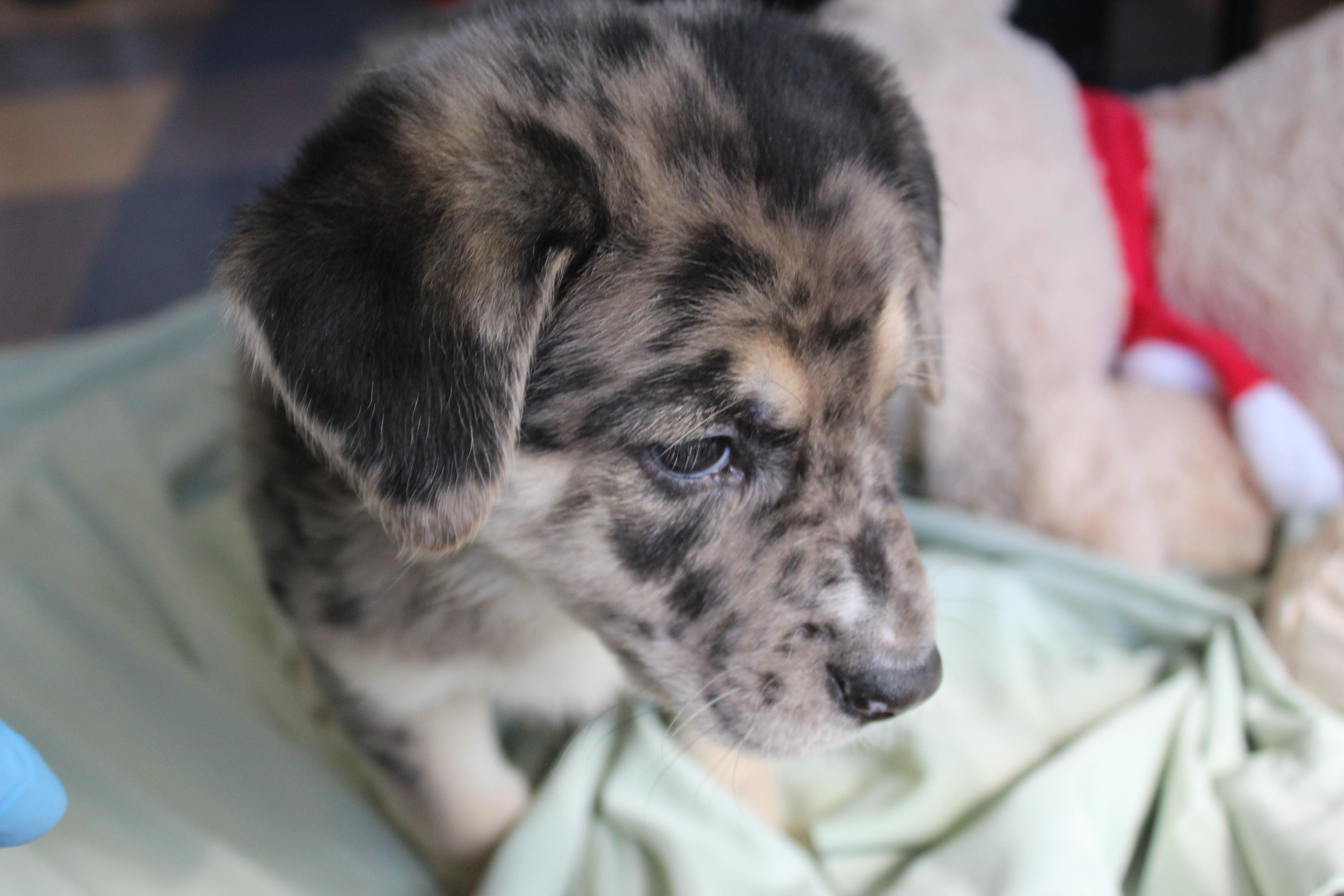 Enlarge Sparrow, an adopted mixed breed in Yucca Valley, CA image 4/5