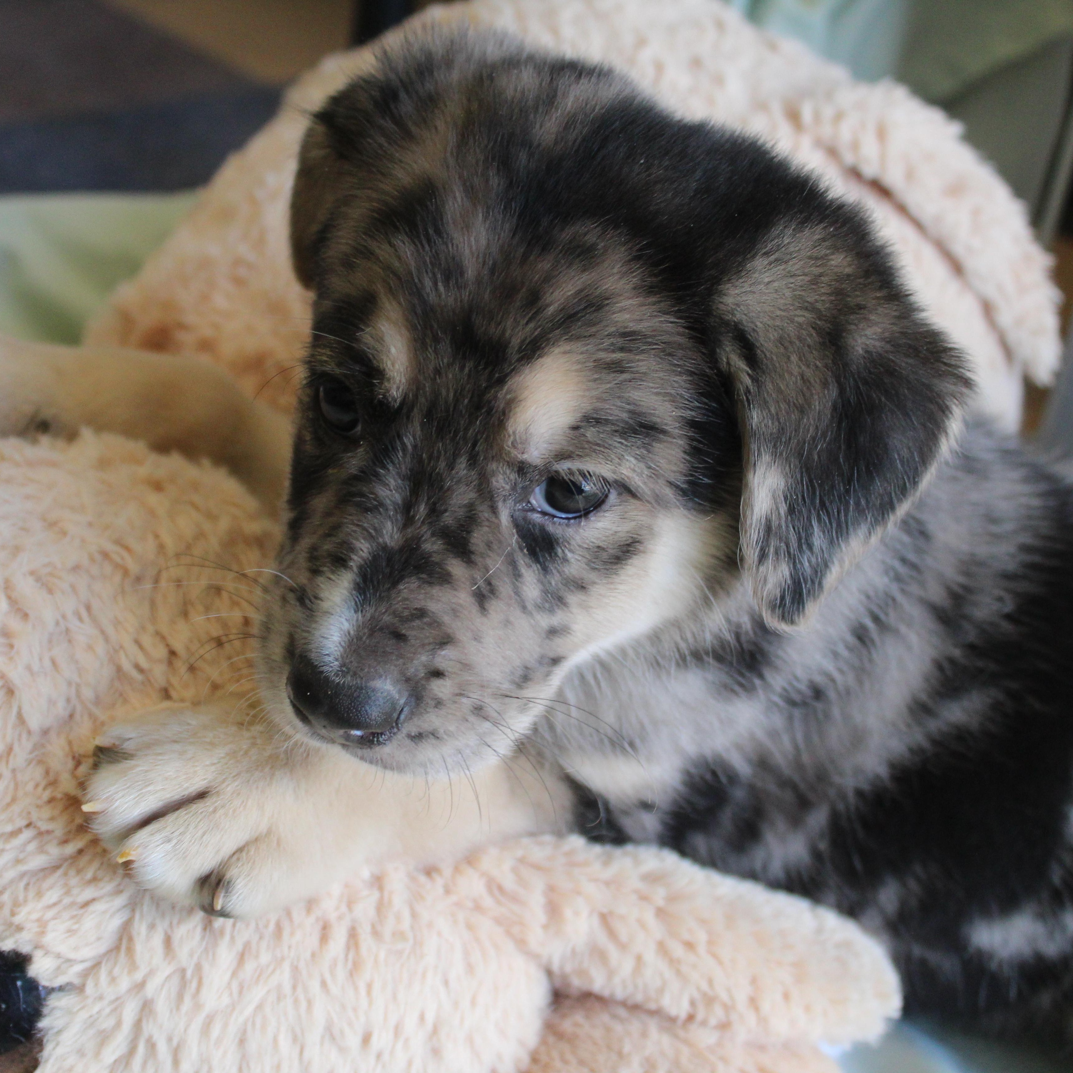 Sparrow, adopted, Young Male Australian Shepherd & German Shepherd Dog.