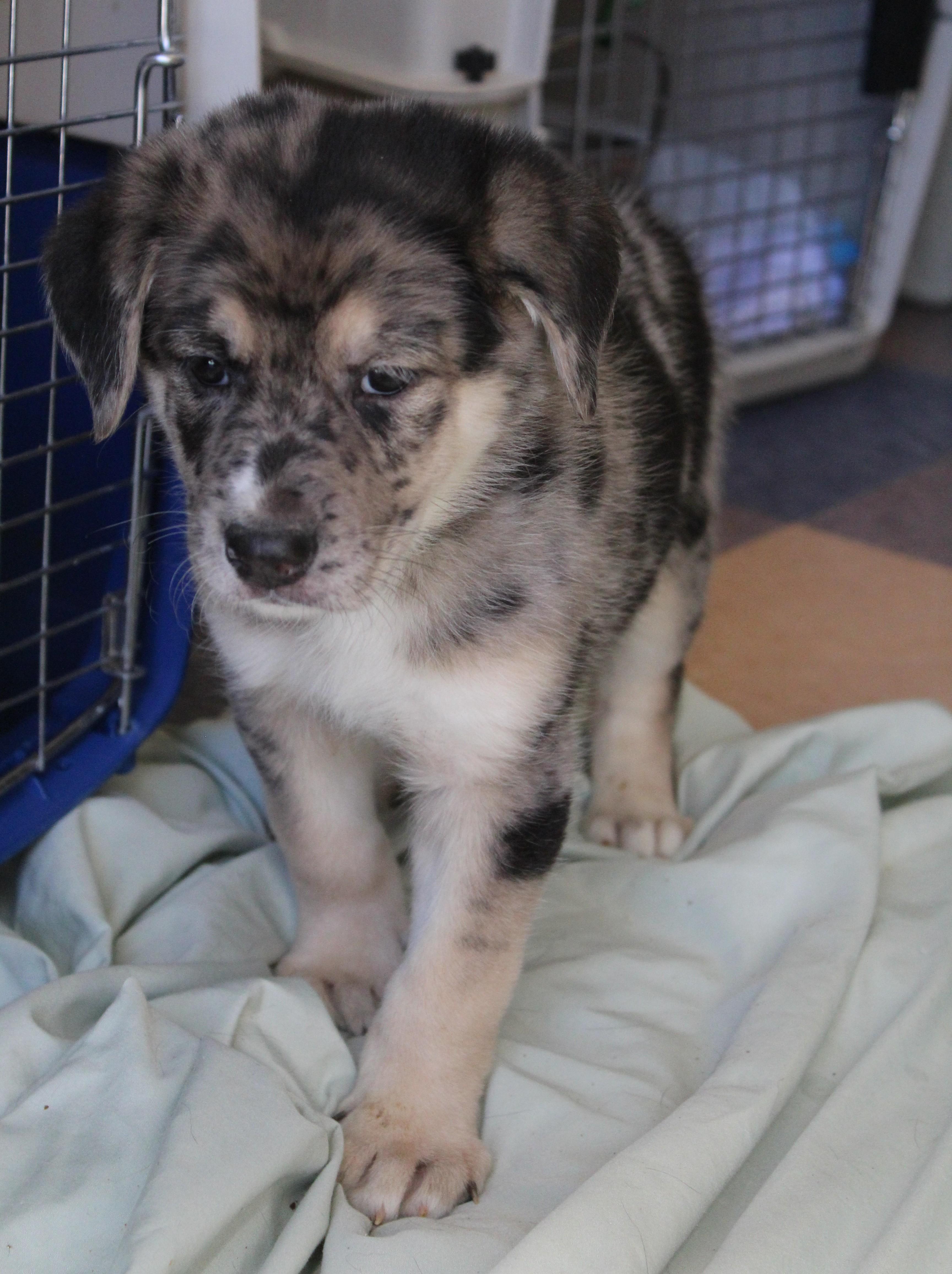 Enlarge Sparrow, an adopted mixed breed in Yucca Valley, CA image 2/5
