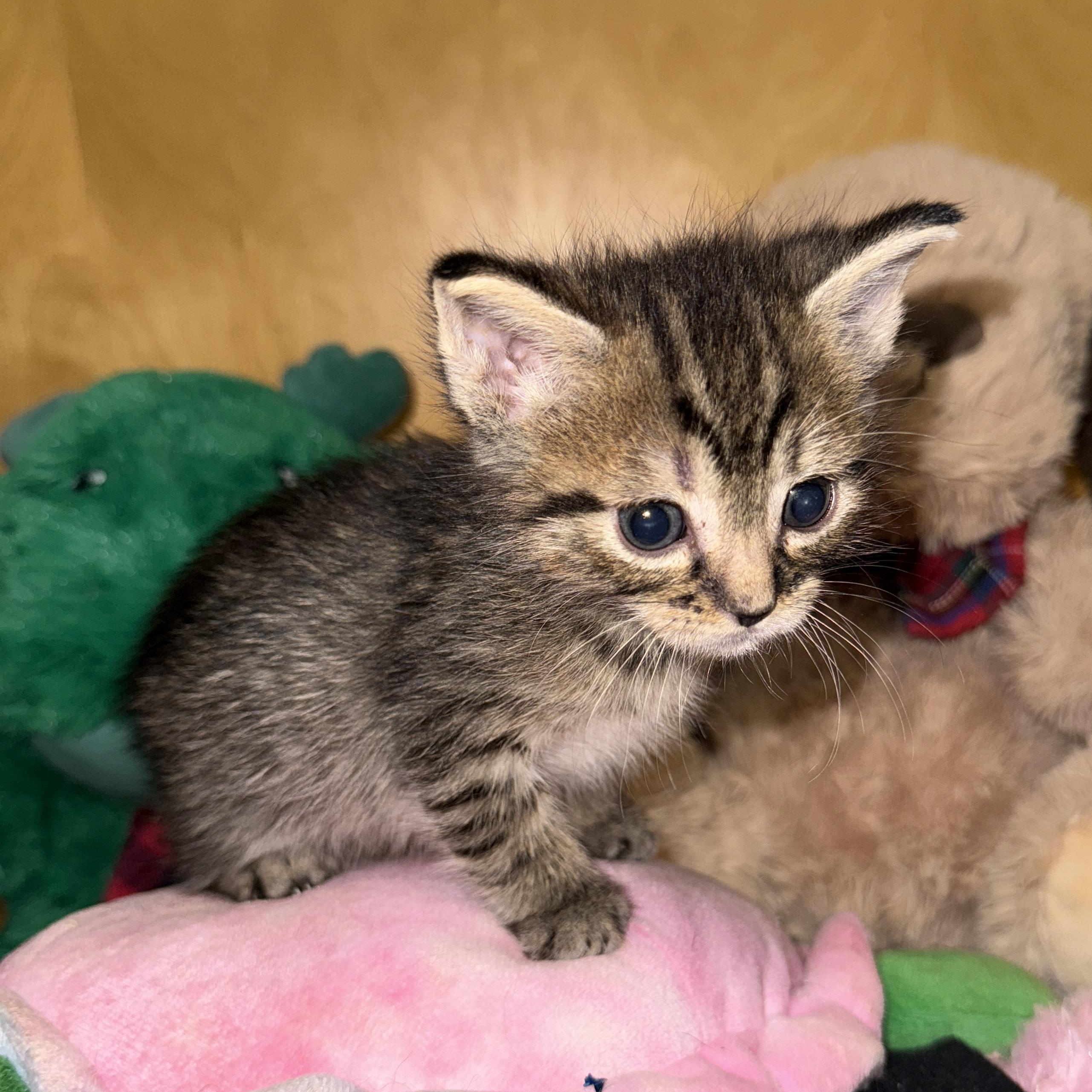 Enlarge Dishwasher, a Adopted Domestic Short Hair in Beaufort, MO image 5/6