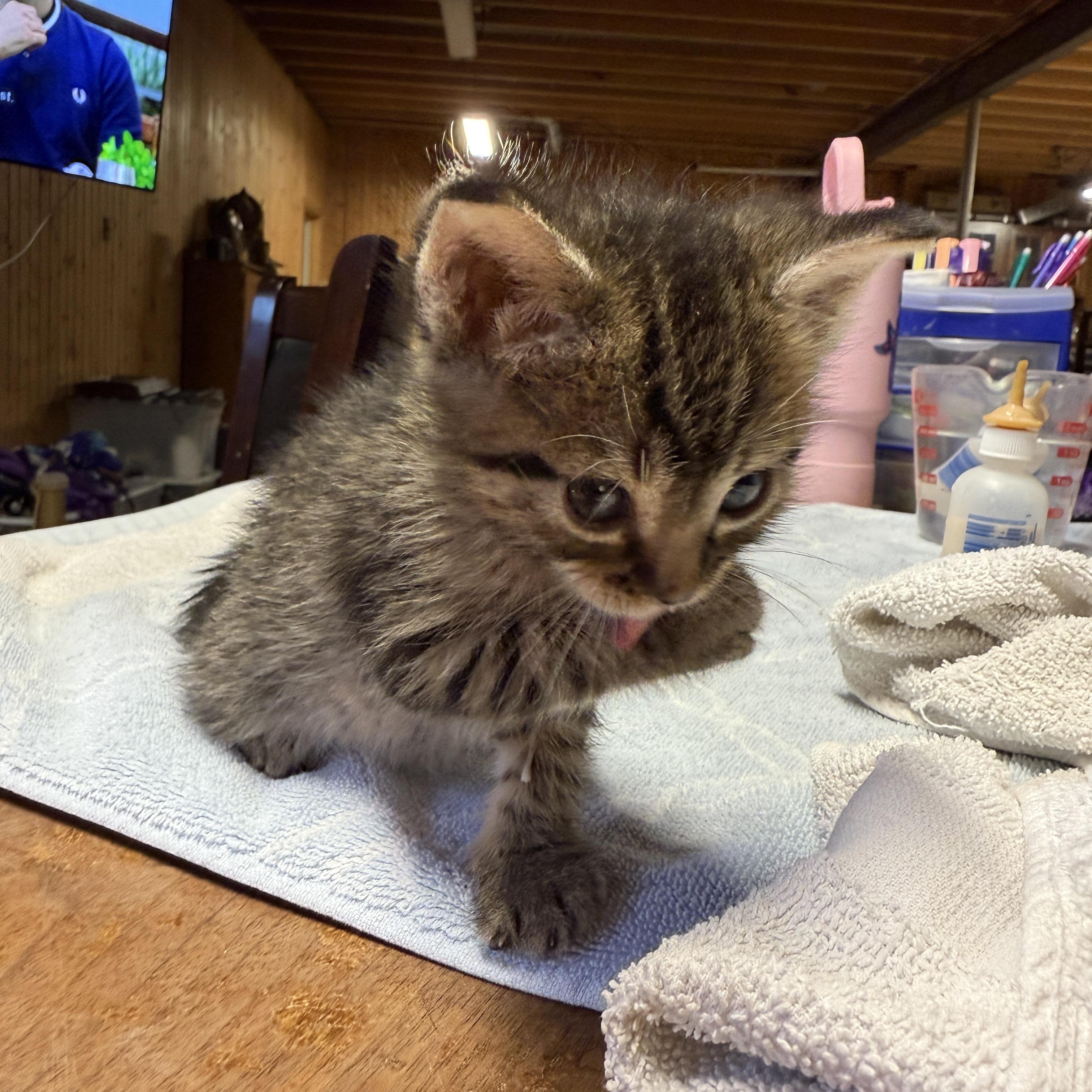 Enlarge Dishwasher, a Adopted Domestic Short Hair in Beaufort, MO image 6/6