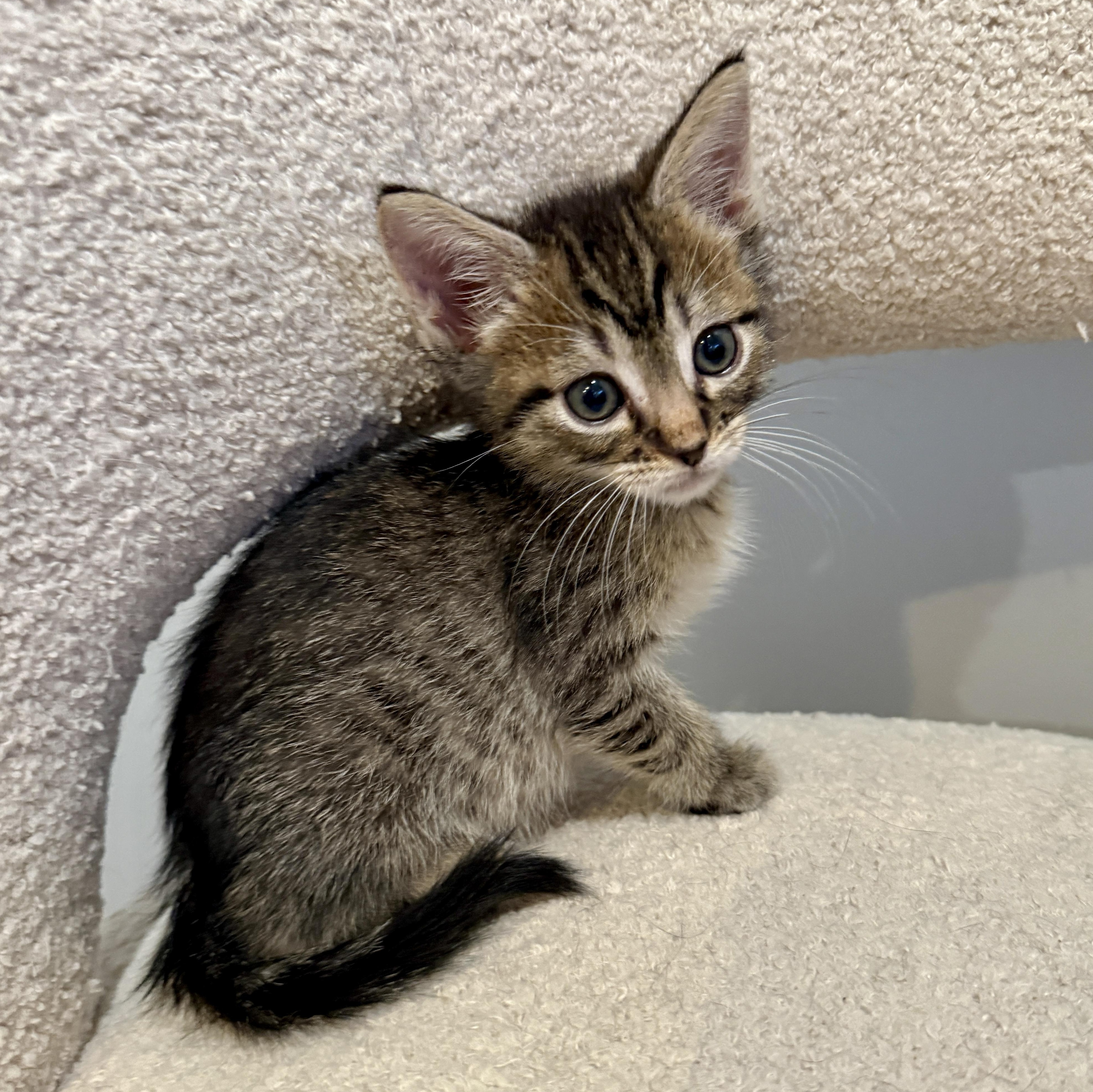 Dishwasher, Adopted, Kitten Male Domestic Short Hair.