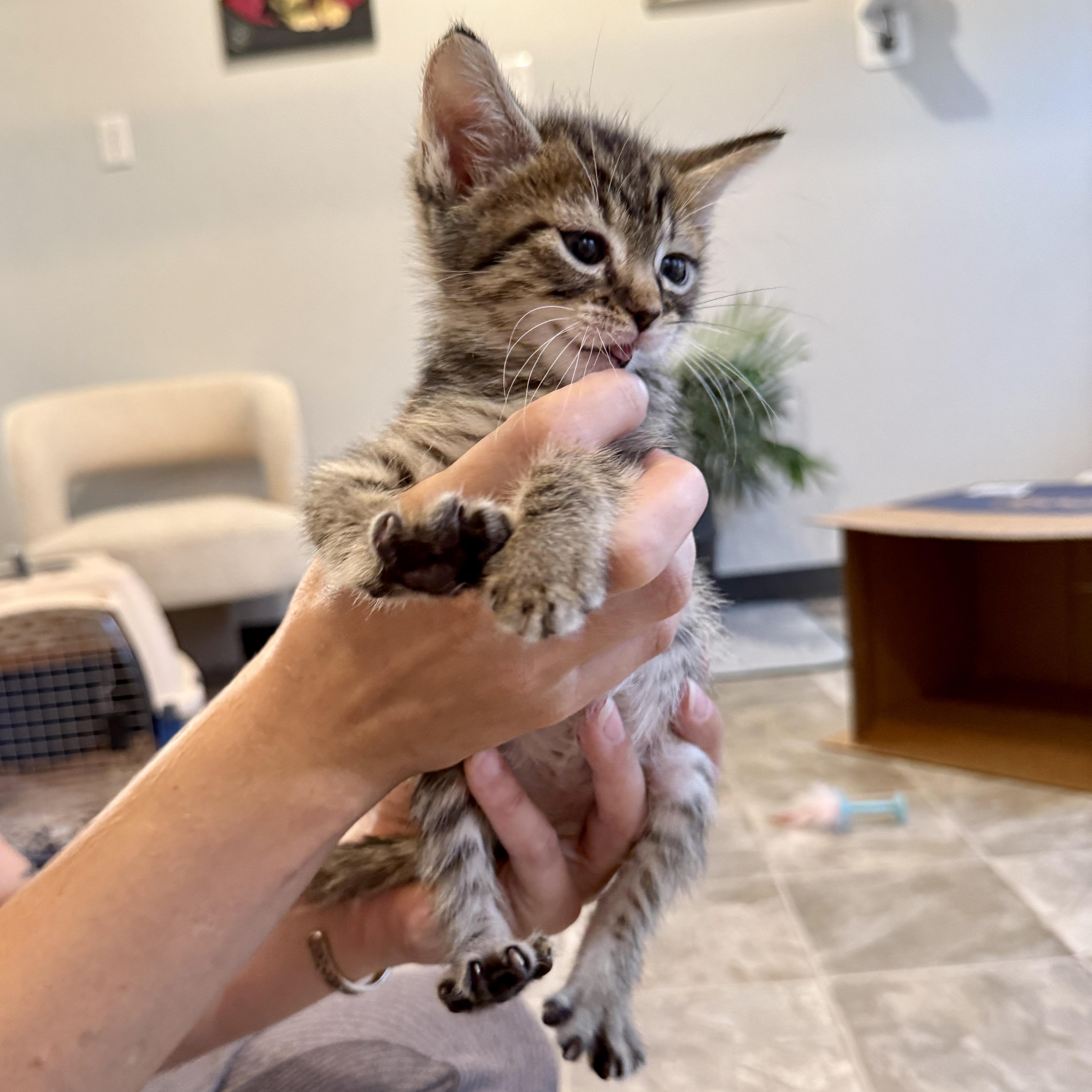 Enlarge Dishwasher, a Adopted Domestic Short Hair in Beaufort, MO image 2/6