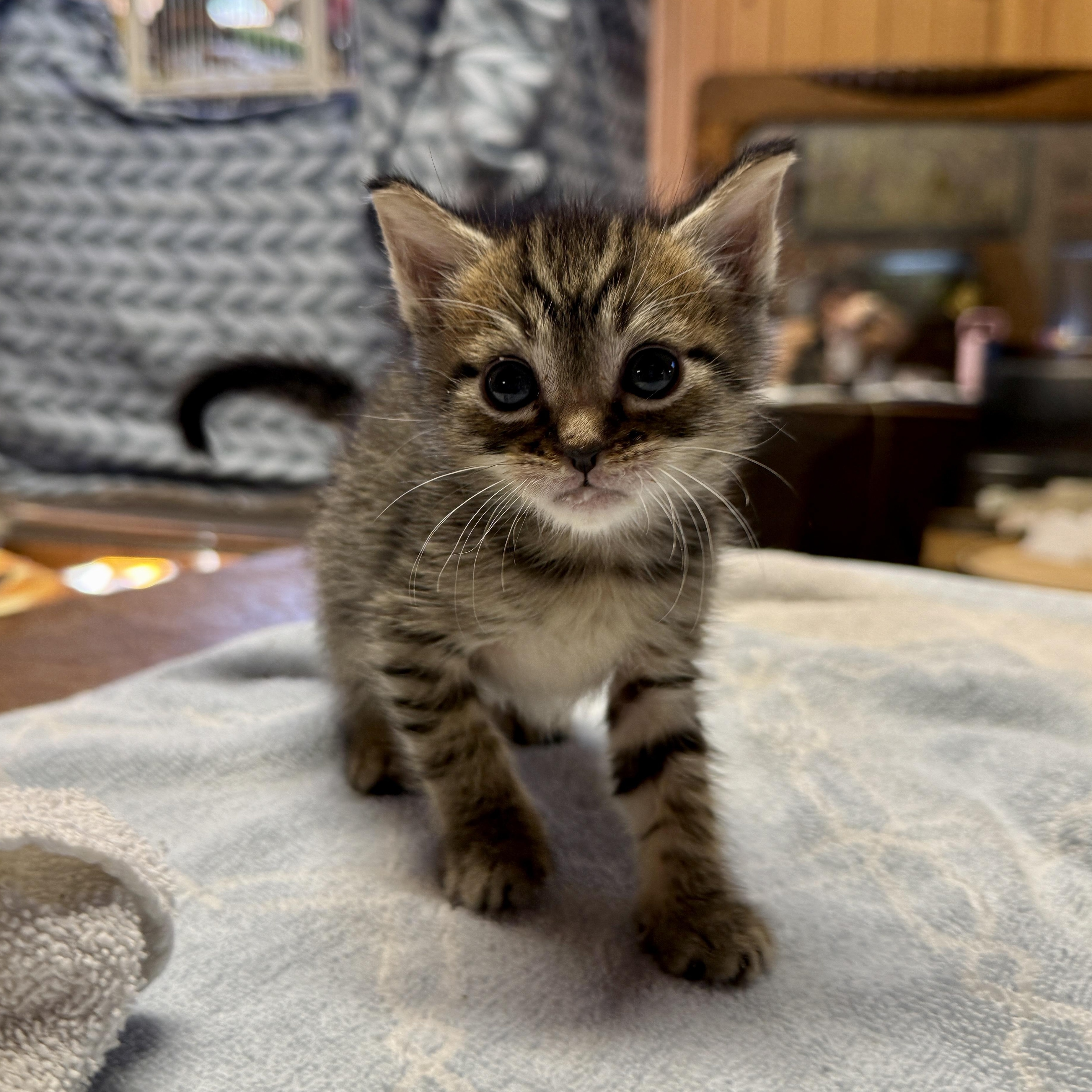 Enlarge Dishwasher, a Adopted Domestic Short Hair in Beaufort, MO image 3/6