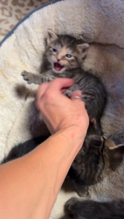 Enlarge Dishwasher, a Adopted Domestic Short Hair in Beaufort, MO video 4/6