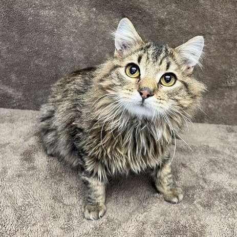 Slim Shady, adopted, Young Male Domestic Long Hair.