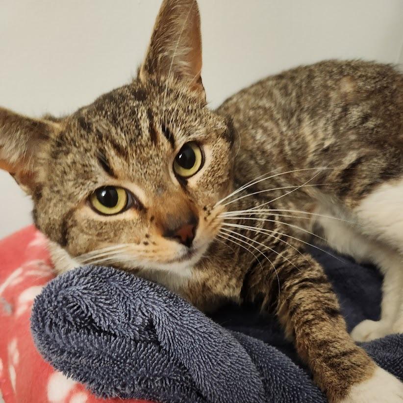 0526-23 FRA Buster, Adoptable, Adult Male Domestic Short Hair.