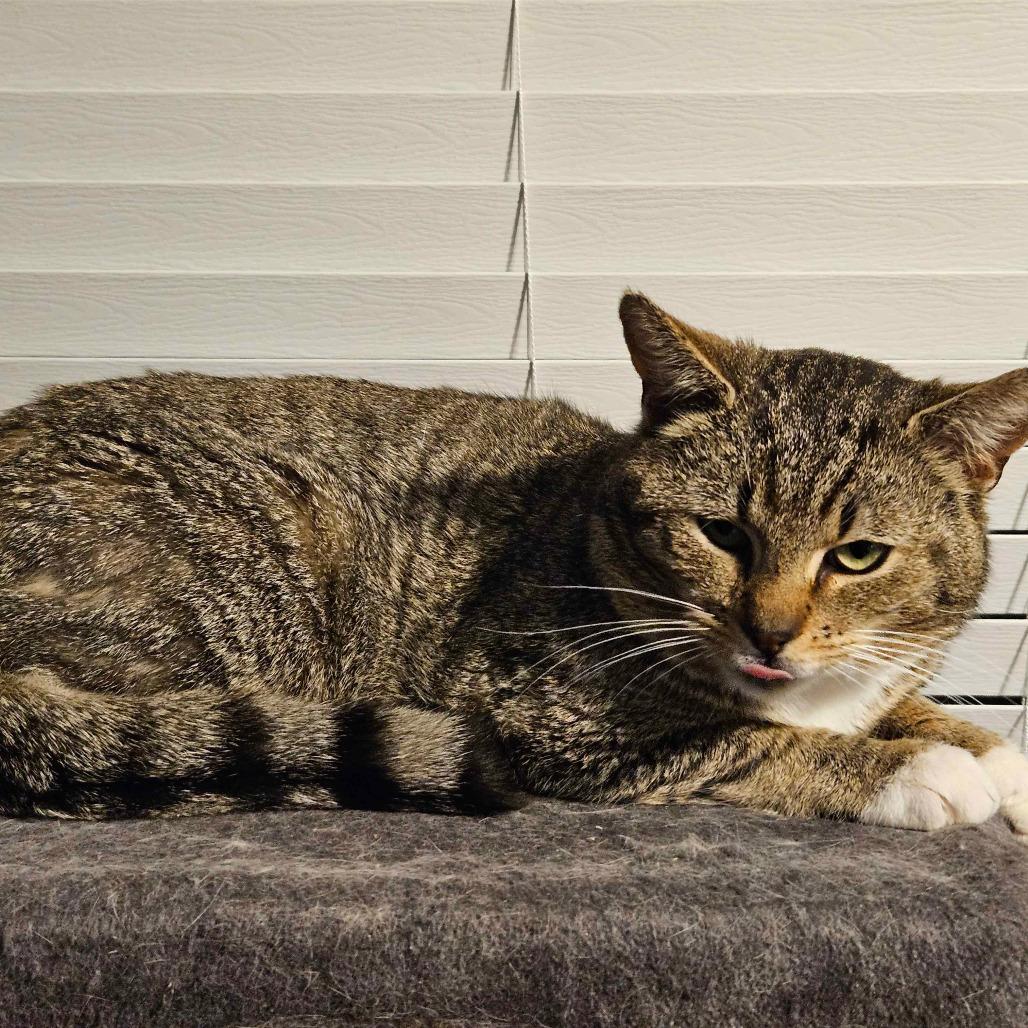 Enlarge 0526-23 FRA Buster, a Adoptable Domestic Short Hair in Abingdon, MD image 2/4