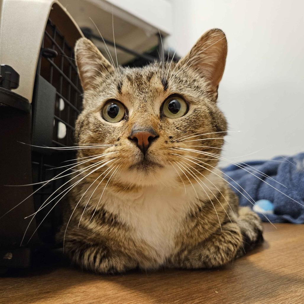Enlarge 0526-23 FRA Buster, a Adoptable Domestic Short Hair in Abingdon, MD image 3/4
