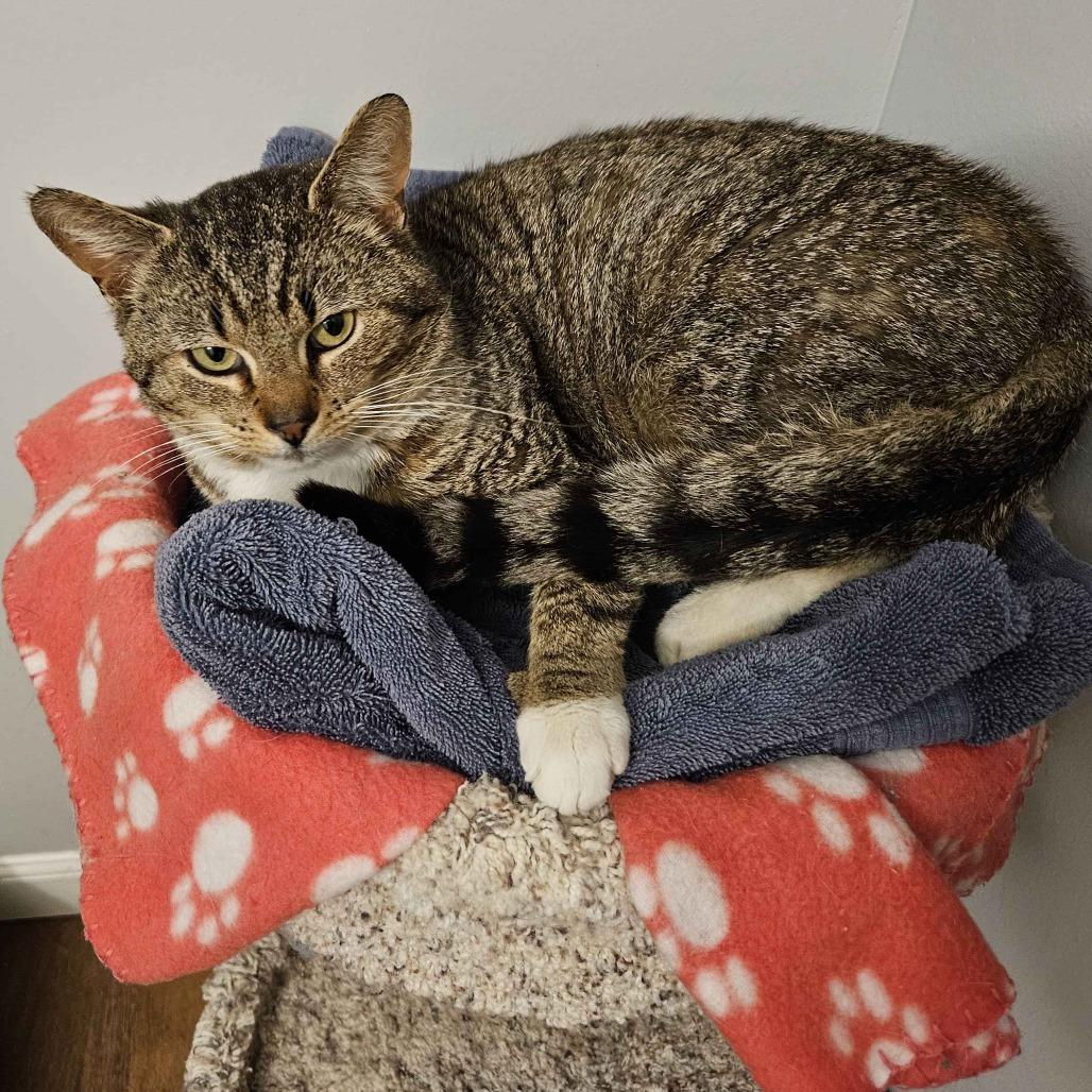 Enlarge 0526-23 FRA Buster, a Adoptable Domestic Short Hair in Abingdon, MD image 4/4