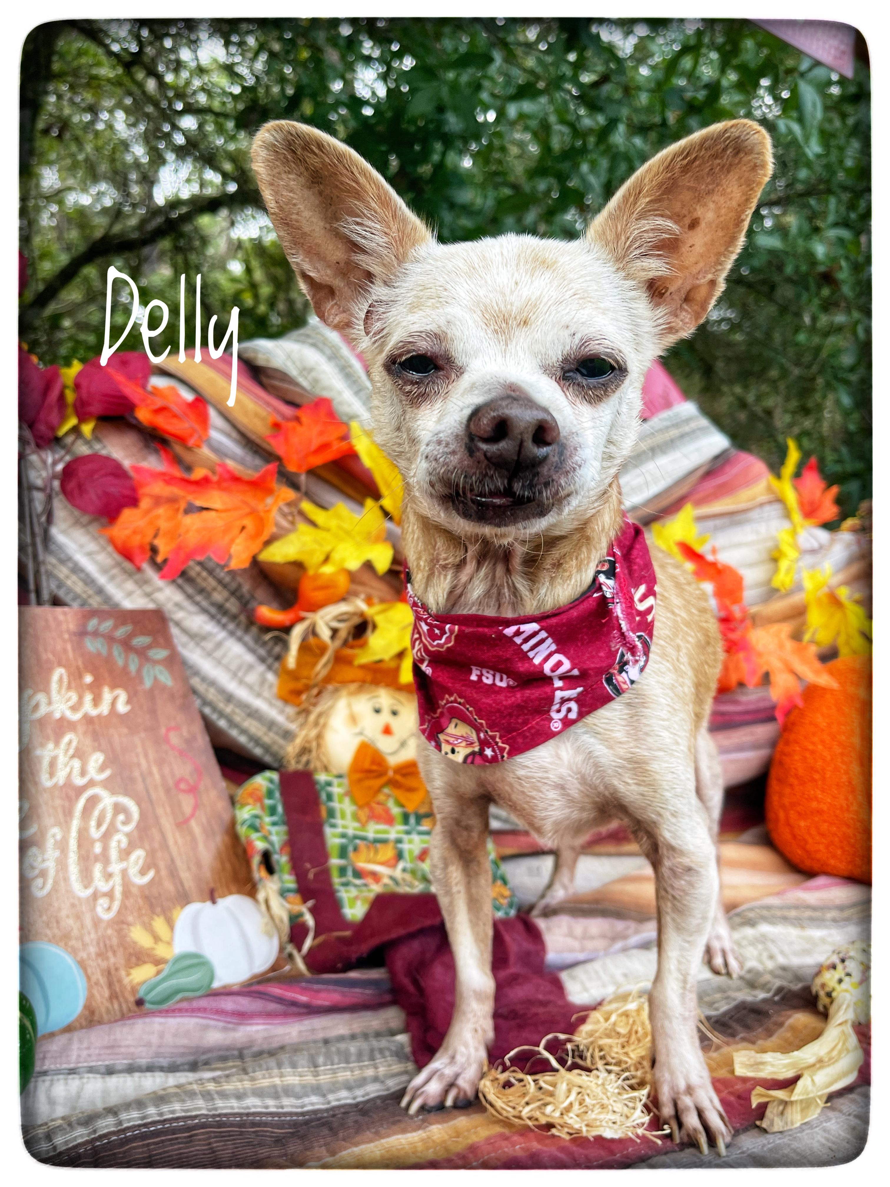 Delly, Adopted, Senior Male Chihuahua.