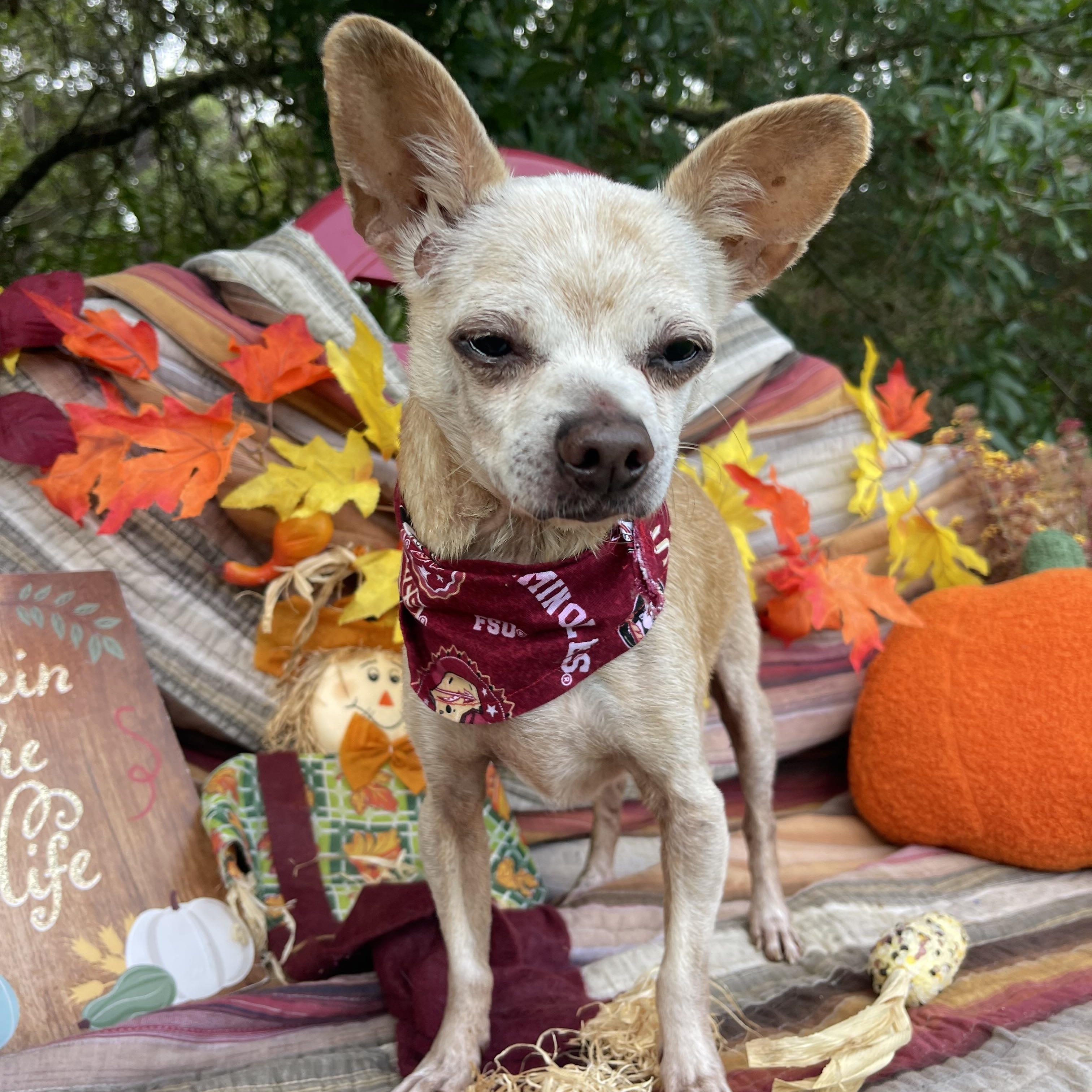 Enlarge Delly, a Adopted Chihuahua in Sebring, FL image 2/4