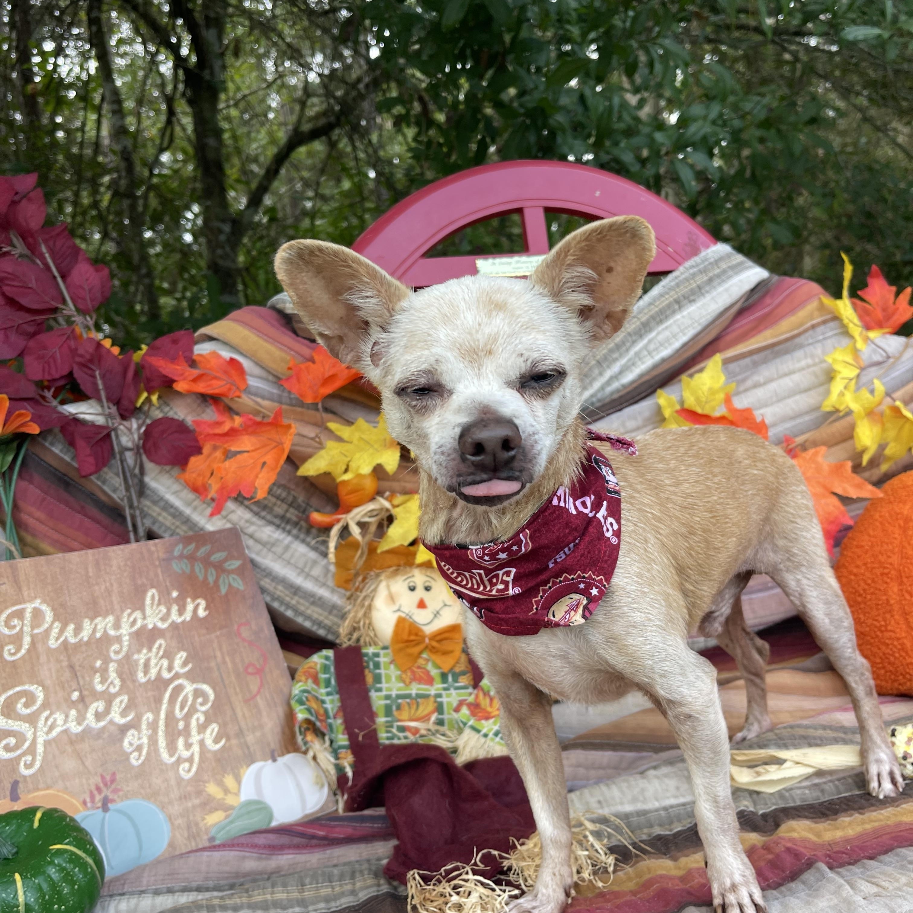 Enlarge Delly, a Adopted Chihuahua in Sebring, FL image 4/4