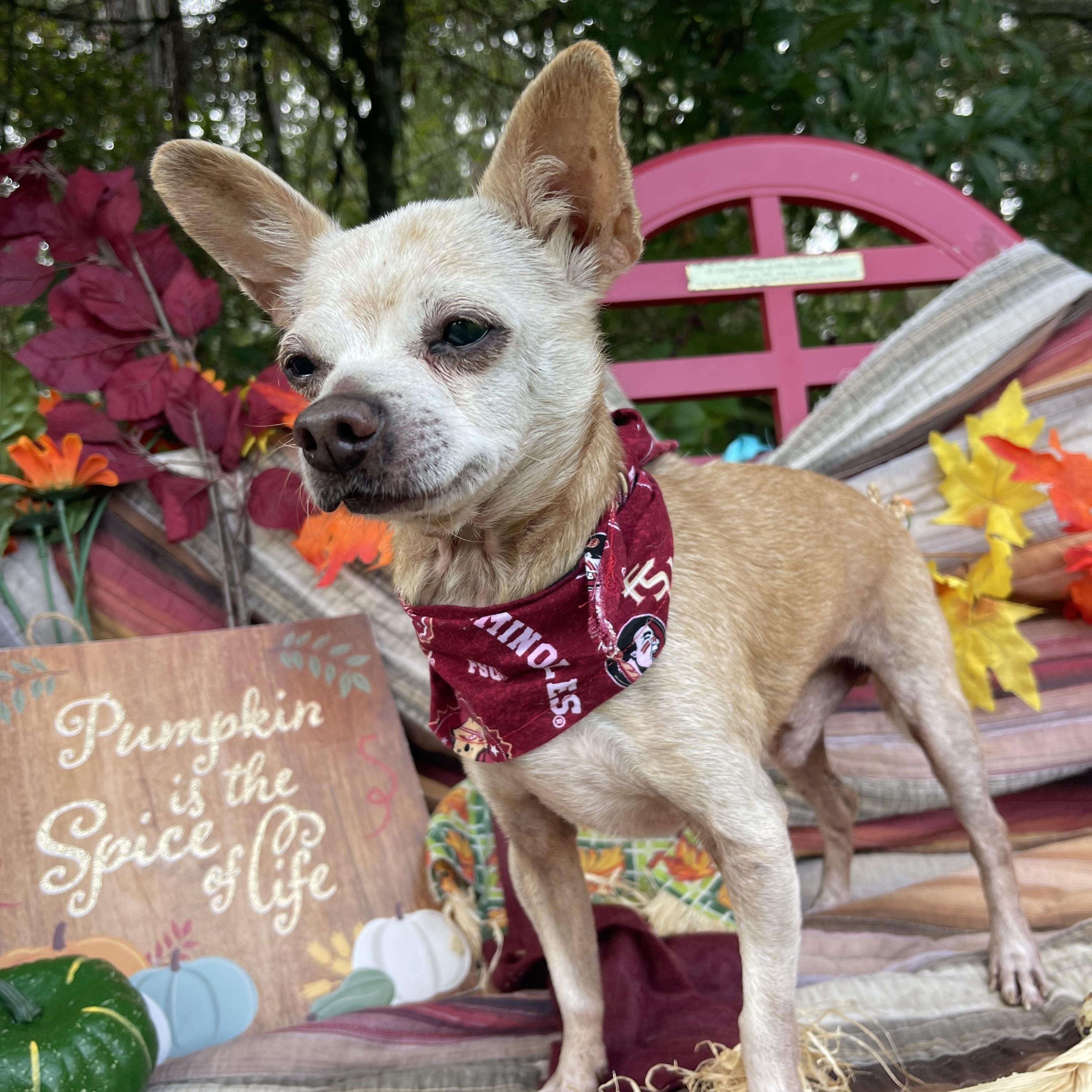 Enlarge Delly, a Adopted Chihuahua in Sebring, FL image 3/4
