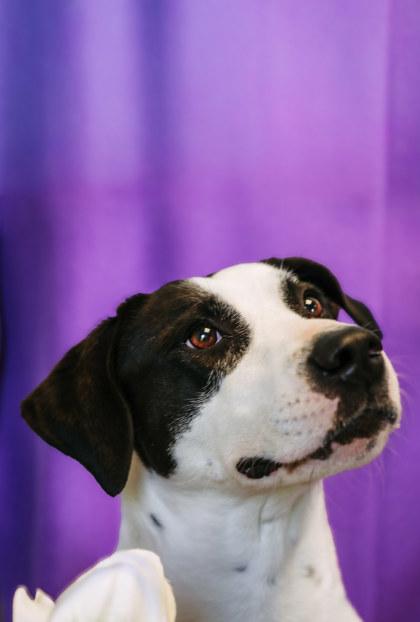 Enlarge Hallie, a Adoptable mixed breed in Dothan, AL image 2/3