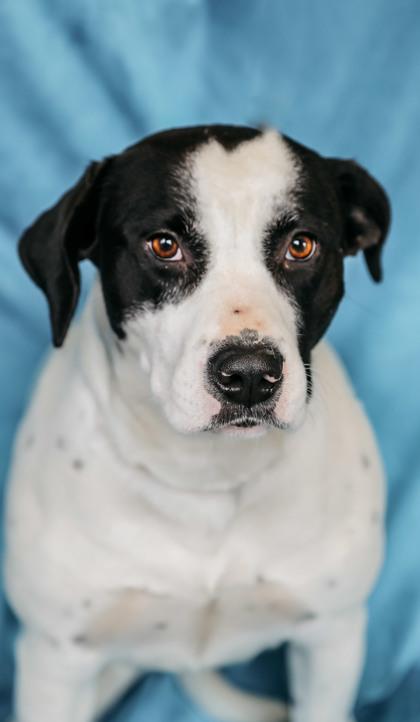 Hallie, Adoptable, Adult Female Labrador Retriever & American Bulldog.