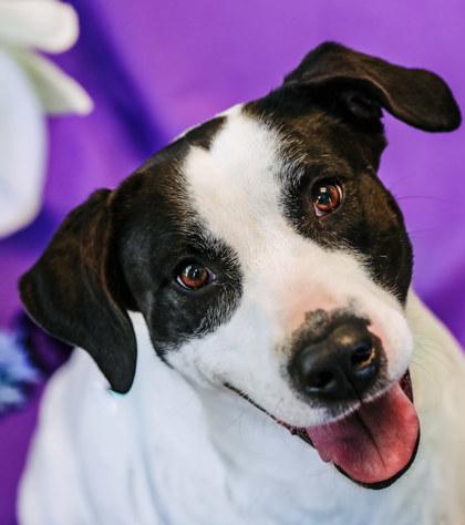 Enlarge Hallie, a Adoptable mixed breed in Dothan, AL image 3/3