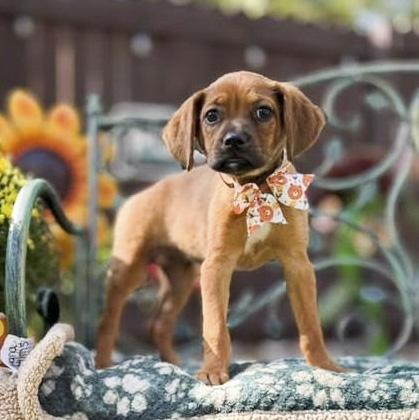 Enlarge Brownie, a Adoptable mixed breed in Southport, CT image 5/6