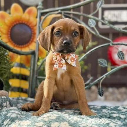 Brownie, Adoptable, Puppy Female Boxer & Blue Lacy.