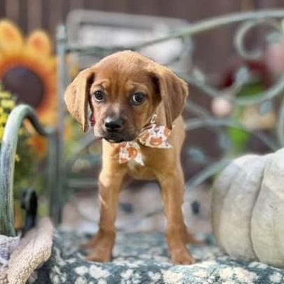 Enlarge Brownie, a Adoptable mixed breed in Southport, CT image 4/6