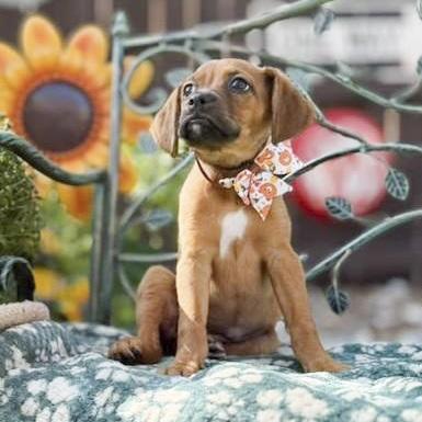 Enlarge Brownie, a Adoptable mixed breed in Southport, CT image 3/6