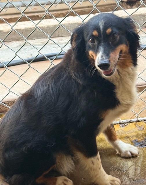 Tonya, Adoptable, Adult Female Australian Shepherd.
