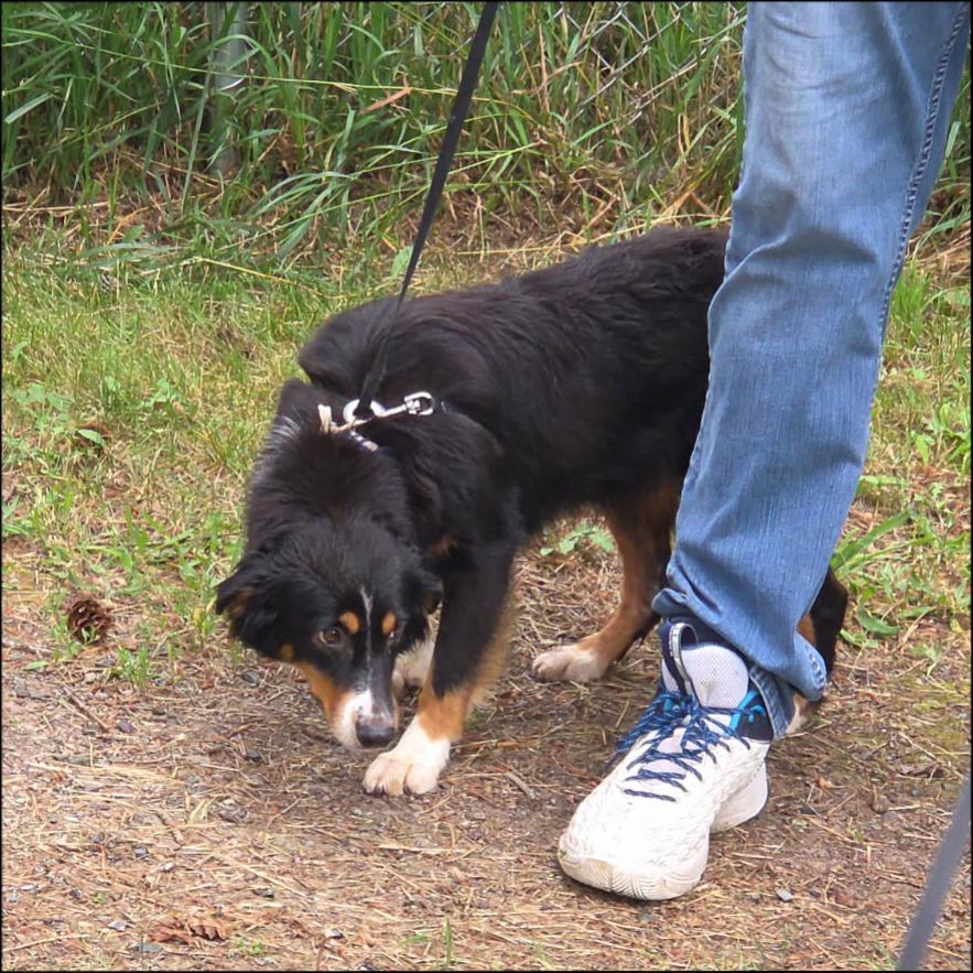 Enlarge Tonya, a Adoptable Australian Shepherd in Thompson Falls, MT image 2/2