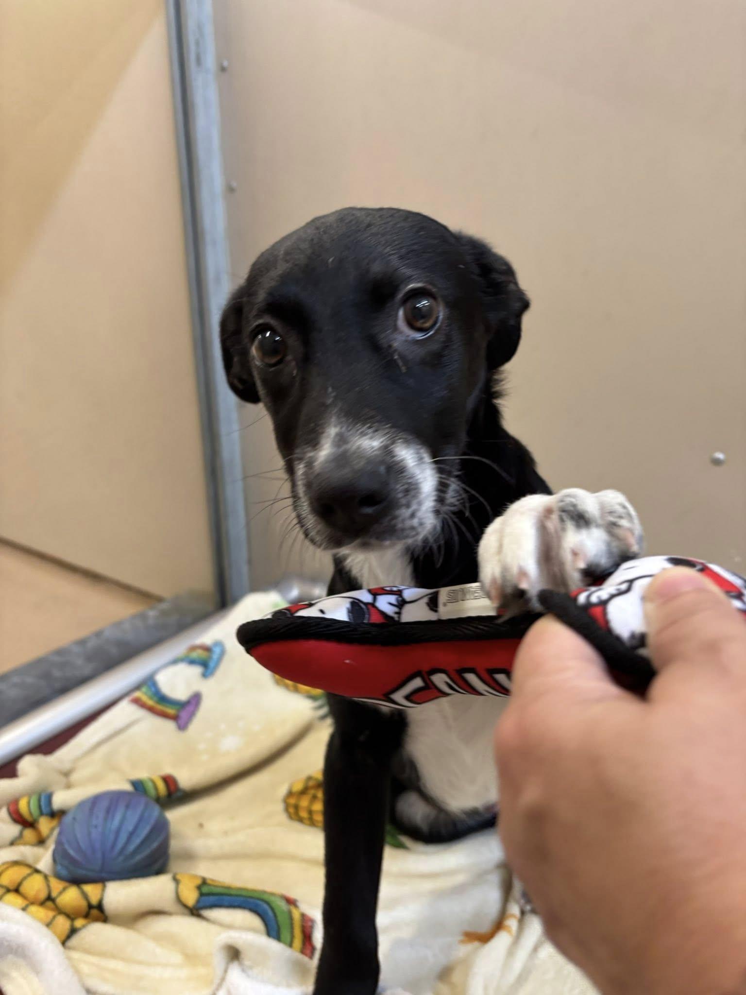 Penelope, ADOPTABLE, Puppy Female Pit Bull Terrier.