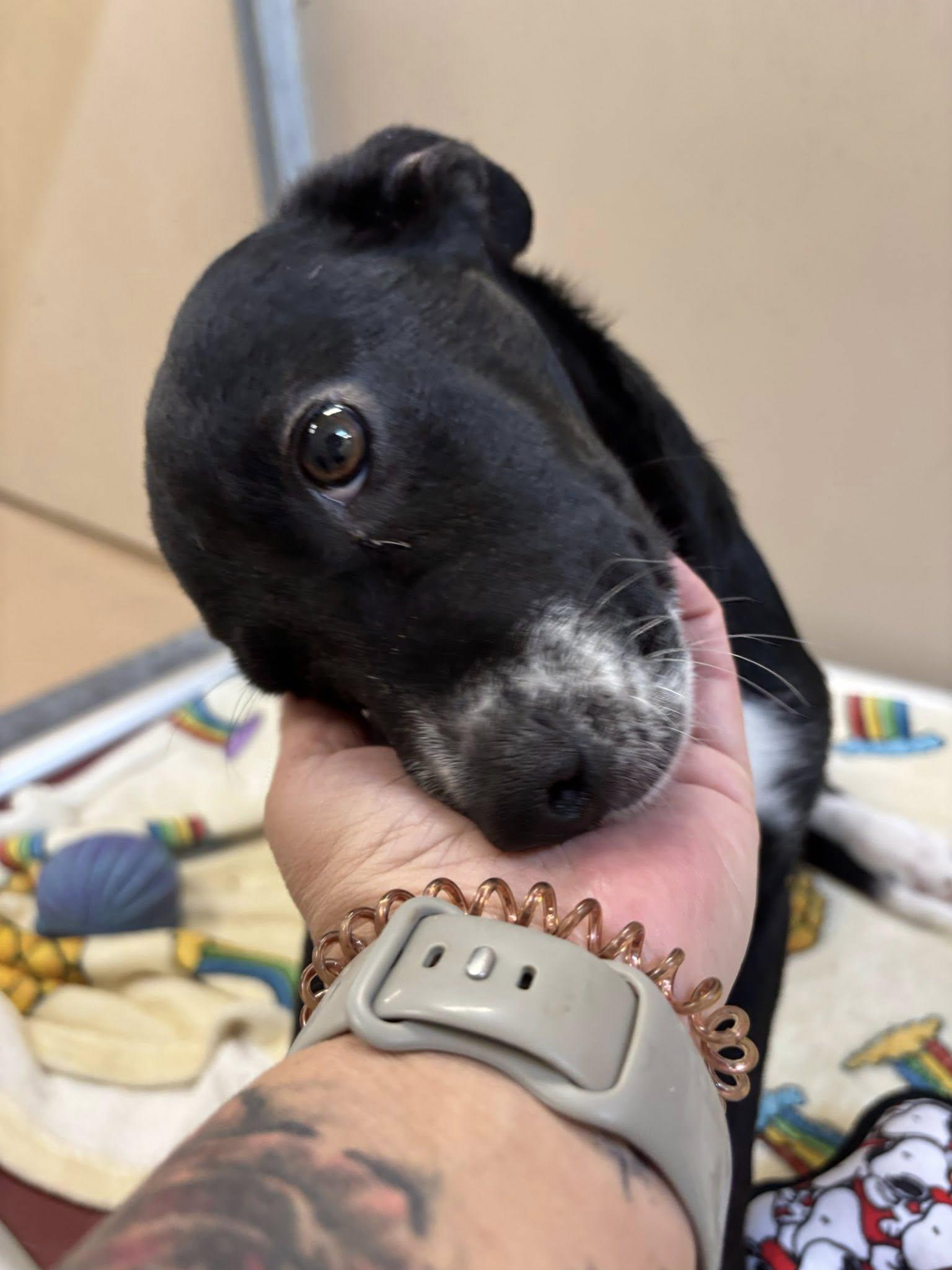 Enlarge Penelope, a ADOPTABLE mixed breed in Saint Charles, MO image 2/2