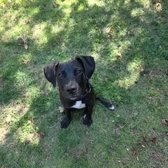 Elijah, adoptable, Young Male Hound.