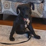 Elijah, a Adoptable mixed breed in Little Rock, AR image 2/2