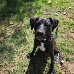Enlarge Elijah, an adoptable mixed breed in Little Rock, AR image 3/5