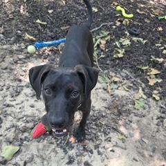 Enlarge Elijah, an adoptable mixed breed in Little Rock, AR image 5/5