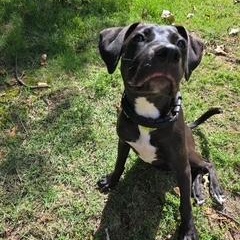 Enlarge Elijah, an adoptable mixed breed in Little Rock, AR image 4/5