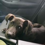 Elijah, Adoptable, Young Male Hound.
