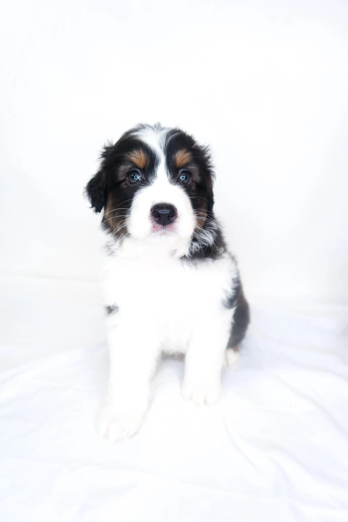 Wyndham, an adopted Australian Shepherd in Bixby, OK image 1/5