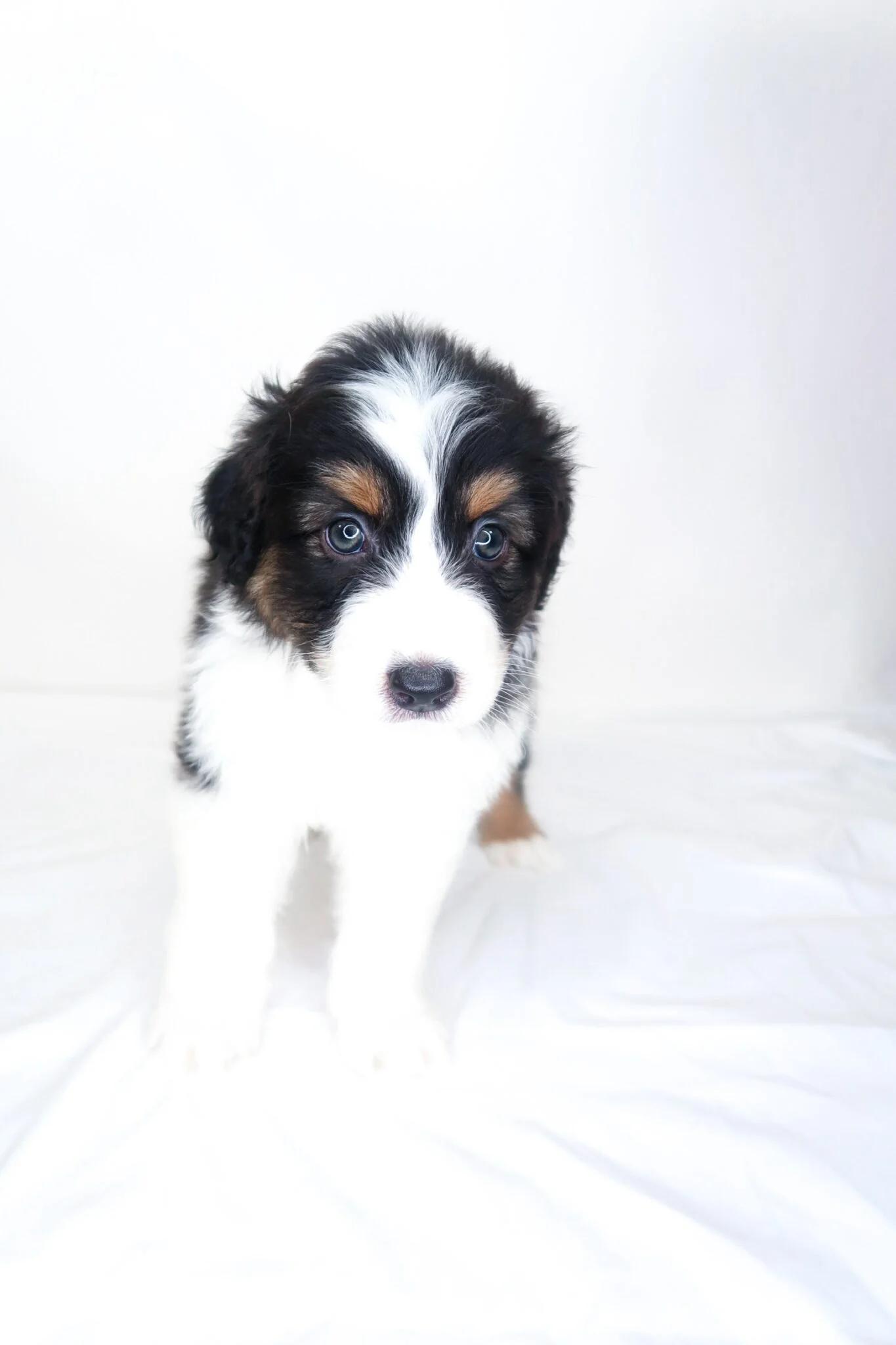 Wyndham, an adopted Australian Shepherd in Bixby, OK image 2/5