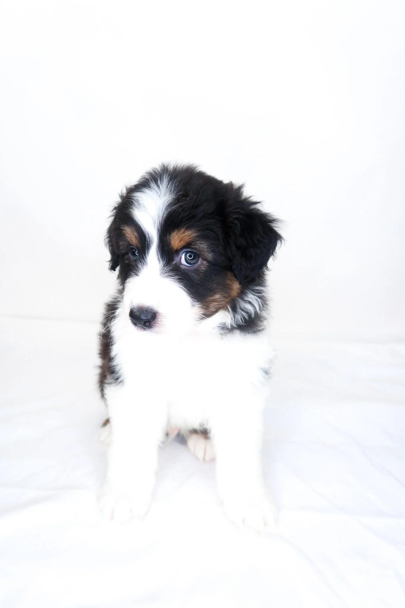 Wyndham, an adopted Australian Shepherd in Bixby, OK image 3/5