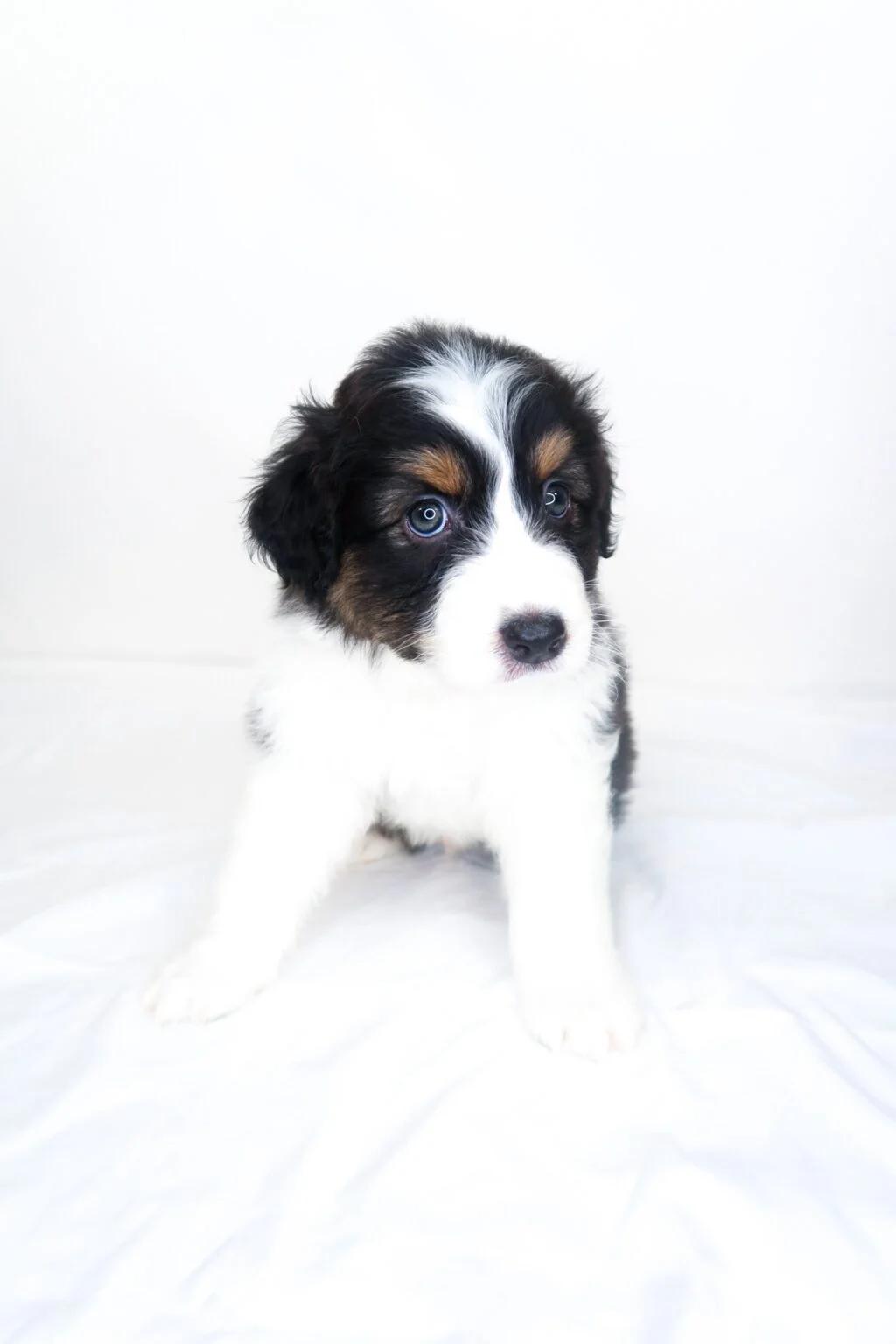 Wyndham, an adopted Australian Shepherd in Bixby, OK image 5/5