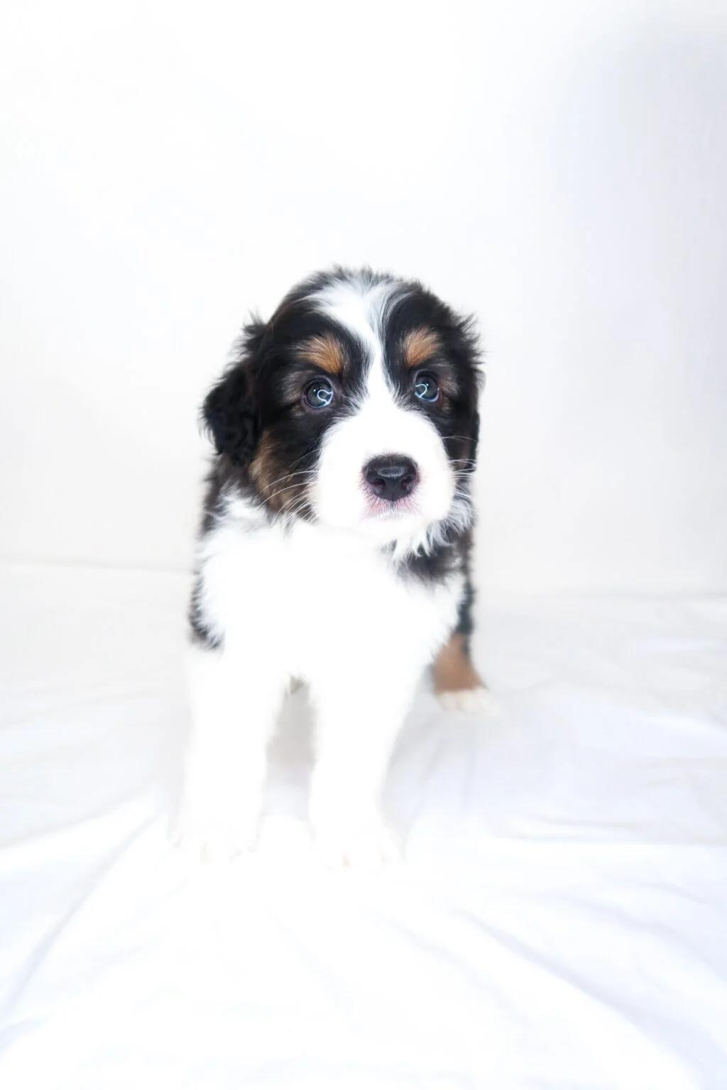 Wyndham, an adopted Australian Shepherd in Bixby, OK image 4/5